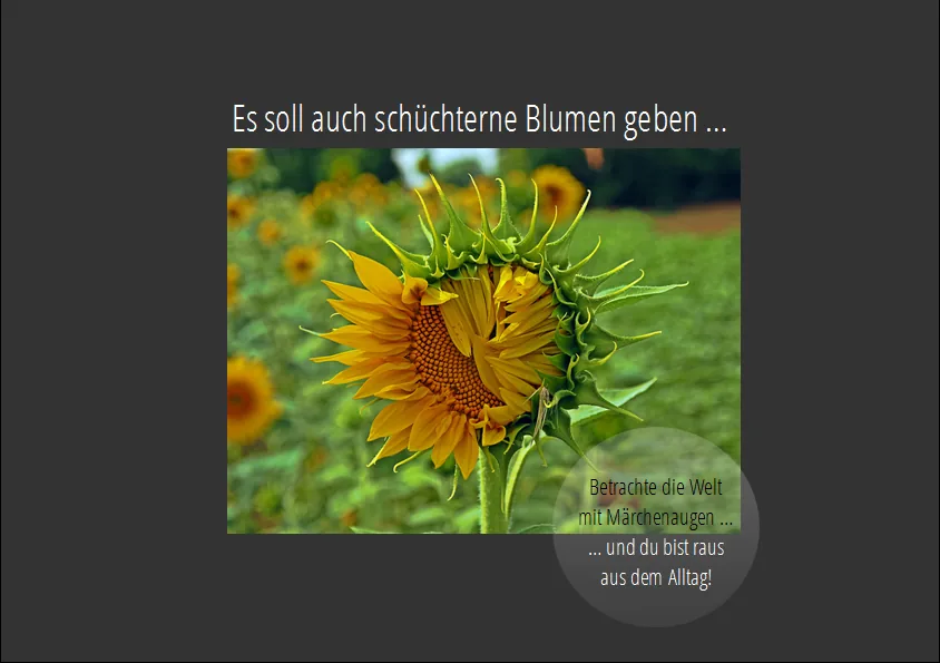 Märchenaugen: Sonnenblume